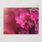 Schöne Frühlingsblumen Postkarte (Vorderseite)