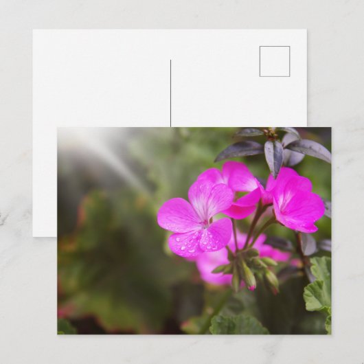 Schöne Frühlingsblumen Postkarte (Vorne/Hinten)