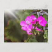 Schöne Frühlingsblumen Postkarte (Vorderseite)