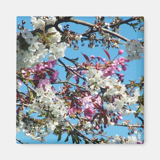 Schöne Frühlingsblüte Magnet (Vorne)