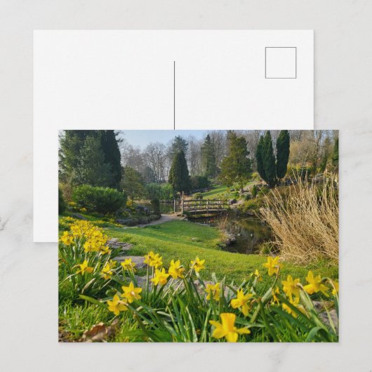 Schöne Frühlingsdaffodien Postkarte (Vorne/Hinten)