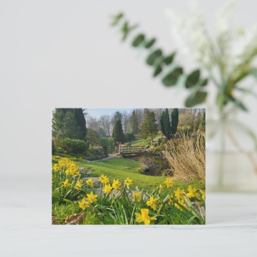 Schöne Frühlingsdaffodien Postkarte (Stehend Vorderseite)