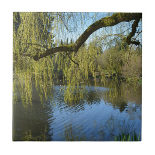 schöne Frühlingsweiden am Wasserteich. Fliese