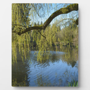 Schöne Frühlingsweiden am Wasserteich. Fotoplatte