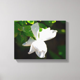 Schöne Gardenia-Blume Leinwanddruck