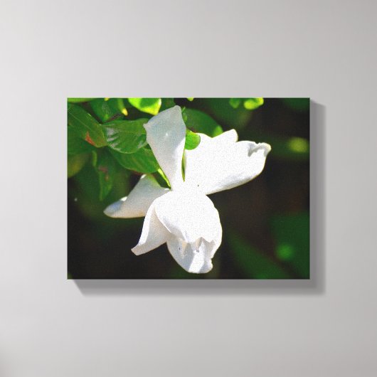 Schöne Gardenia-Blume Leinwanddruck (Vorderseite)