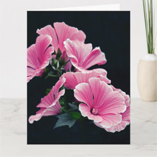 Schöne Gartenrosen Pink Mallow Blumen Karte