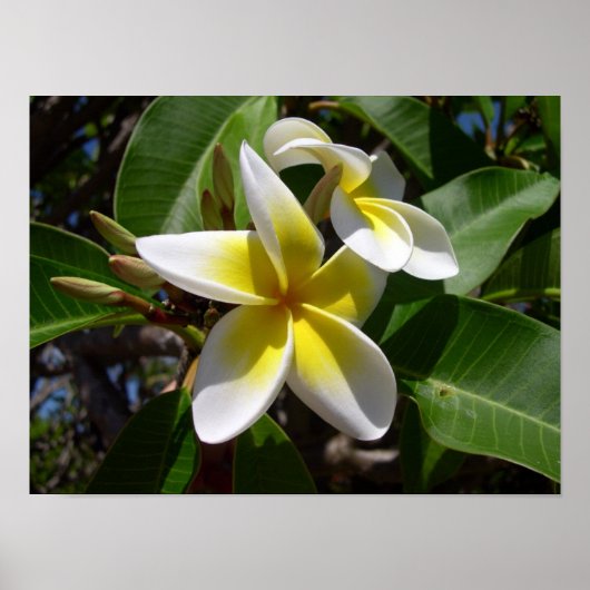 Schöne, gelb-weiße Plumeria-Blume Poster (Vorne)