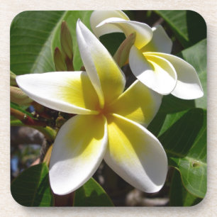 Schöne gelb-weiße Plumeria-Blume Untersetzer