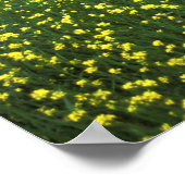 Schöne gelbe Blume bedeckte Felder von San Poster (Ecke)