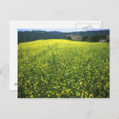 Schöne gelbe Blume bedeckte Felder von San Postkarte (Vorne/Hinten)