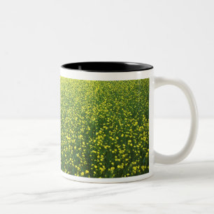 Schöne gelbe Blume bedeckte Felder von San Zweifarbige Tasse