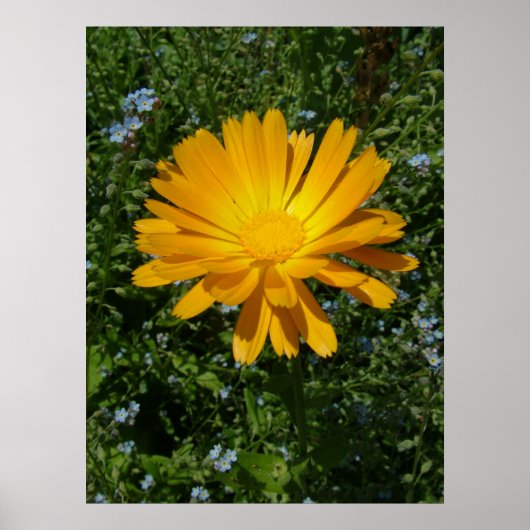 schöne gelbe Blume, daisy Poster (Vorne)