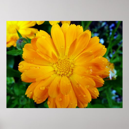schöne, gelbe Blume Poster (Vorne)