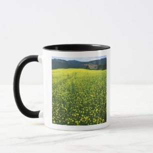 Schöne gelbe Blumen bedecken Felder von San Tasse