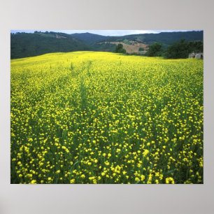 Schöne gelbe Blumen bedeckten Felder von San Poster