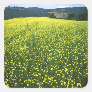 Schöne gelbe Blumen bedeckten Felder von San Quadratischer Aufkleber