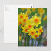 Schöne gelbe Frühlingsnadel Postkarte (Vorne/Hinten)