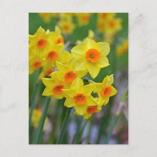 Schöne gelbe Frühlingsnadel Postkarte