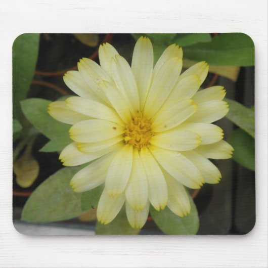 Schöne Gelbe Marigold Mousepad (Vorne)