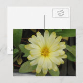 Schöne Gelbe Marigold Postkarte (Vorne/Hinten)