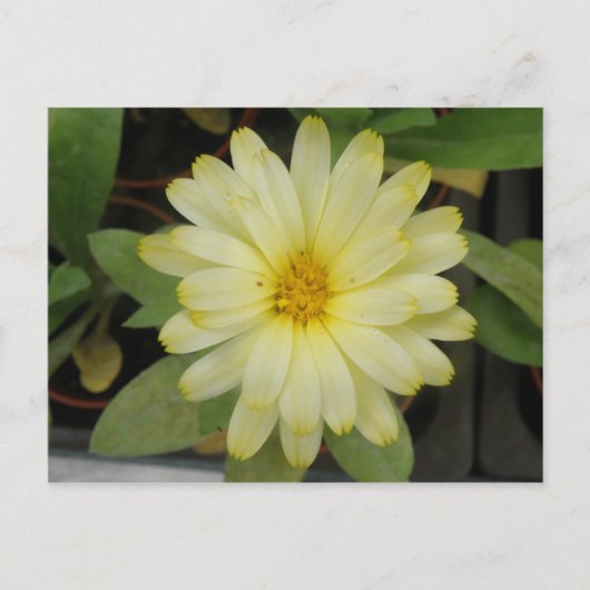 Schöne Gelbe Marigold Postkarte (Vorderseite)