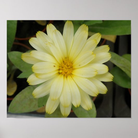 Schöne Gelbe Marigold Print Poster (Vorne)