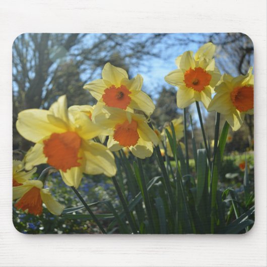 Schöne, gelbe, orangefarbene Blume Mousepad (Vorne)