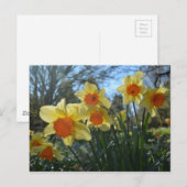 Schöne, gelbe, orangefarbene Blume Postkarte (Vorne/Hinten)