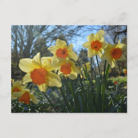 Schöne, gelbe, orangefarbene Blume Postkarte (Vorderseite)