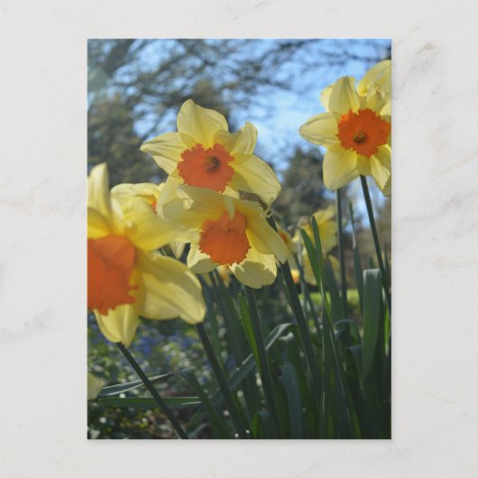 Schöne, gelbe, orangefarbene Blume Postkarte (Vorderseite)
