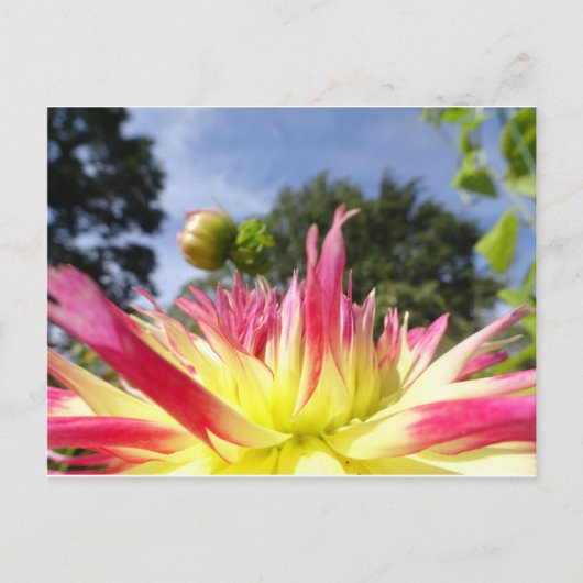 Schöne Gelbe Rosa Dahlia DIY Postkarte (Vorderseite)