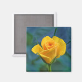 Schöne gelbe Rose Magnet (Vorderseite/Rückseite)