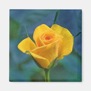 Schöne gelbe Rose Magnet