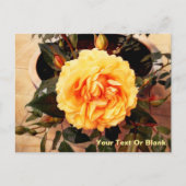 Schöne Gelbe Rose Postkarte (Vorderseite)
