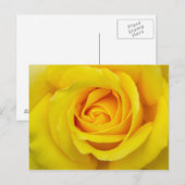 Schöne Gelbe Rose Postkarte (Vorne/Hinten)