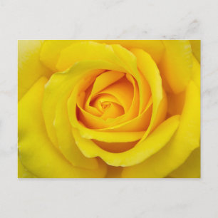 Schöne Gelbe Rose Postkarte
