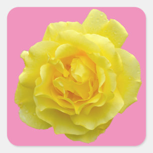 Schöne gelbe Rose Quadratischer Aufkleber