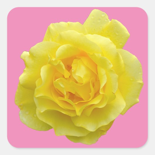 Schöne gelbe Rose Quadratischer Aufkleber (Vorderseite)