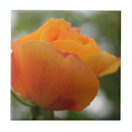 Schöne gelbe Rosenblütenfotografie. Fliese