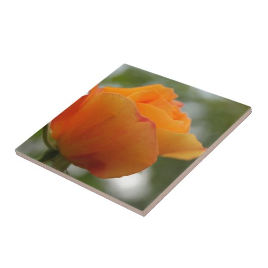 Schöne gelbe Rosenblütenfotografie. Fliese (Seite)