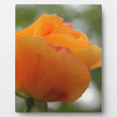 Schöne gelbe Rosenblütenfotografie. Fotoplatte (Vorderseite)