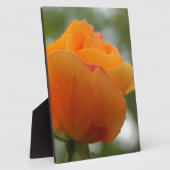 Schöne gelbe Rosenblütenfotografie. Fotoplatte (Seite)