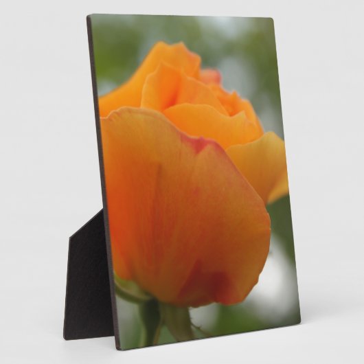 Schöne gelbe Rosenblütenfotografie. Fotoplatte (Seite)