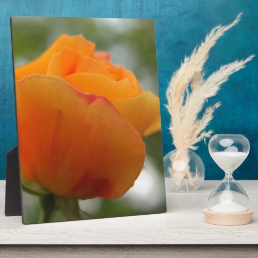 Schöne gelbe Rosenblütenfotografie. Fotoplatte (Seite)