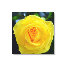 Schöne gelbe Rosenblütenfotografie.