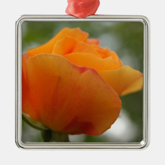 Schöne gelbe Rosenblütenfotografie. Silbernes Ornament (Vorne)