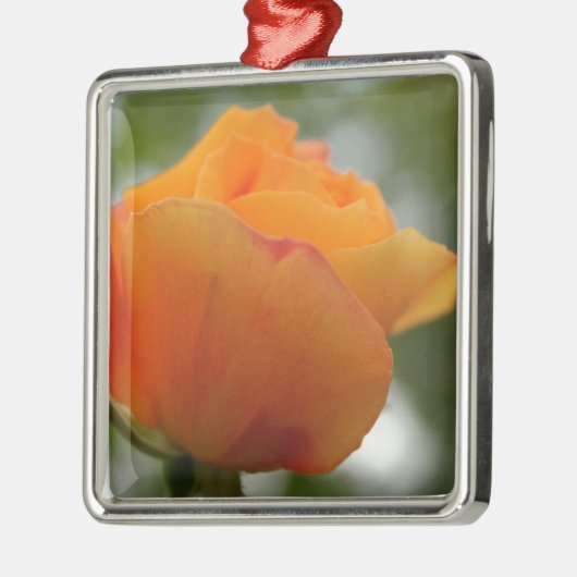 Schöne gelbe Rosenblütenfotografie. Silbernes Ornament (Links)