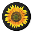 Schöne gelbe Sonnenblume auf schwarzem Magnet