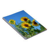 Schöne gelbe Sonnenblumen Notizblock (Rechte Seite)